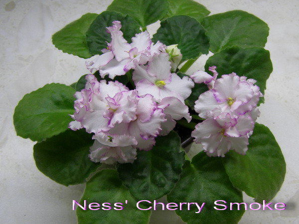 Ness' Cherry Smoke.jpg