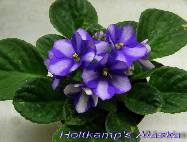 Holtkamp's Alaska.jpg