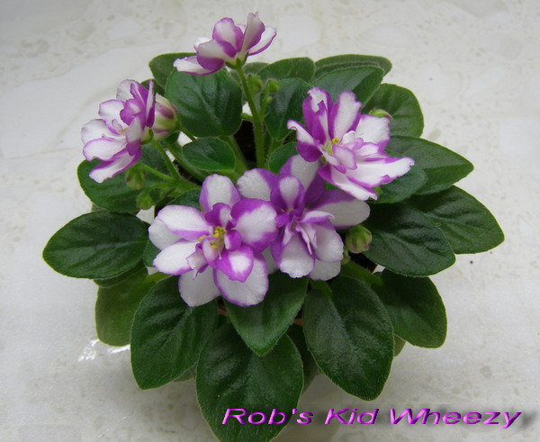 Rob's Kid Wheezy.jpg