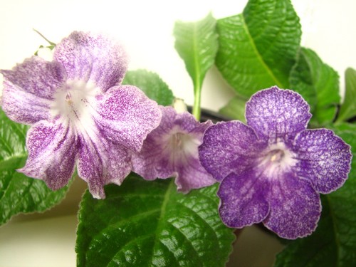 Aly's Magnetosphere Lavender Mist