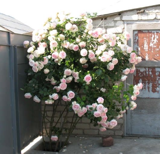 в асфальте.JPG