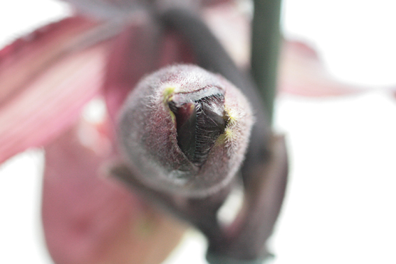 бутон пафика