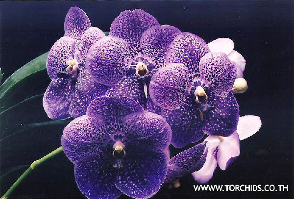 Vanda%20Robert%E2%80%99s%20Delight%20%20%E2%80%9CTorblue%E2%80%9D.jpg