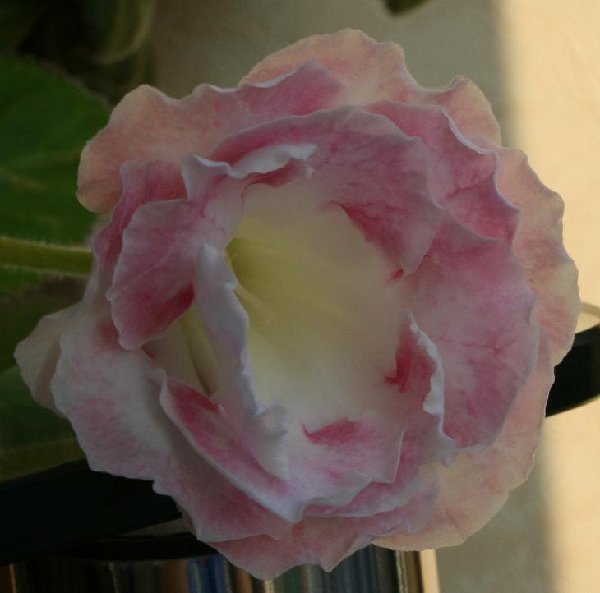 Была подписана как &quot;Ясное солнышко&quot;