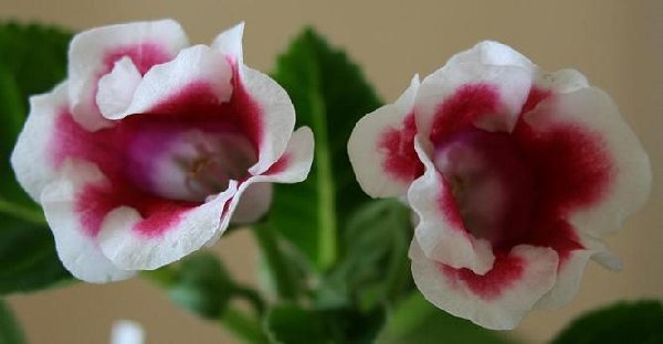 Бралась как махровая розовая с белой каймой