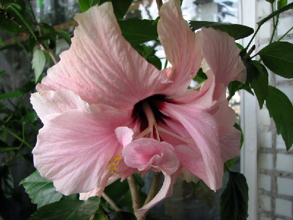 И вот такой вот нос!!!