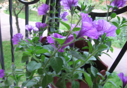 Фото десятидневной давности. Сейчас еще пышнее