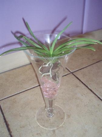 Растет и в корнях и в листиках