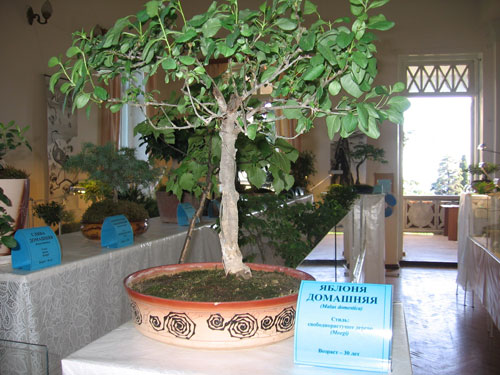 А это яблонька 30 лет от роду.