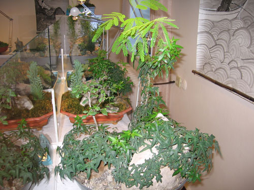 Полянка целая на камне