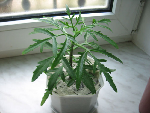 Срезала-тыкнула-растет