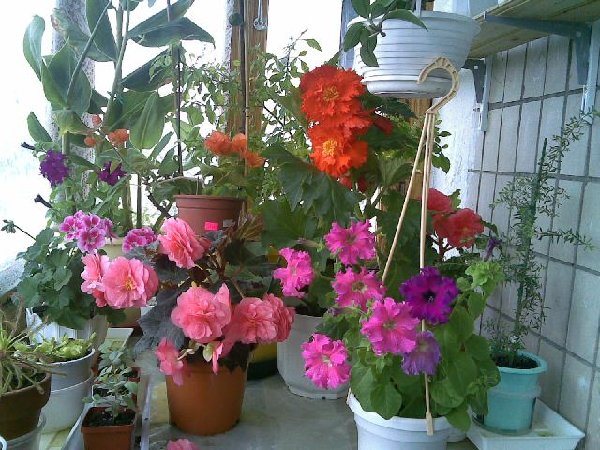 Розовая бегония куплена черенком,а оранжевая - из клубня