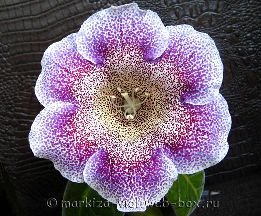 семян №172.JPG