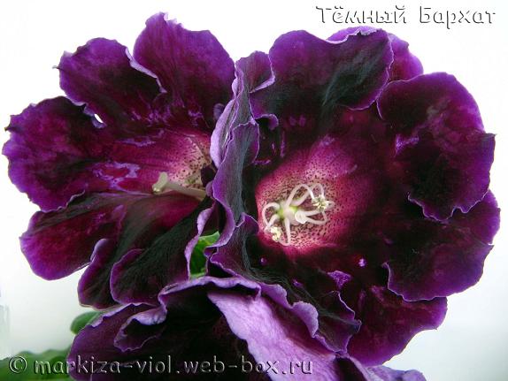 Бархат.JPG