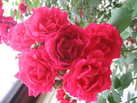 . красная2.jpg