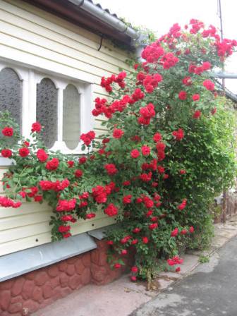 . красная роза.jpg