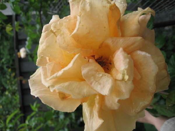 Запах.......................