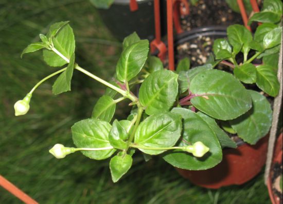 бутон Гай парасоль.JPG