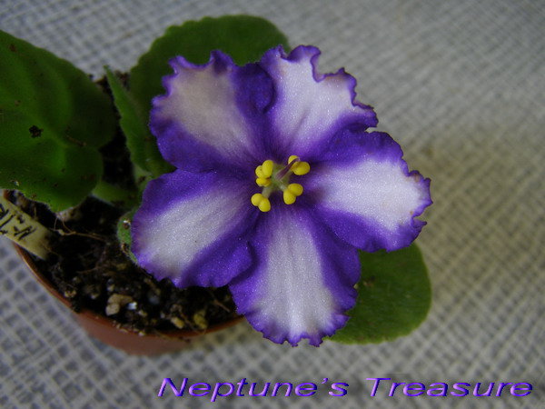 Neptune’s Treasure.jpg