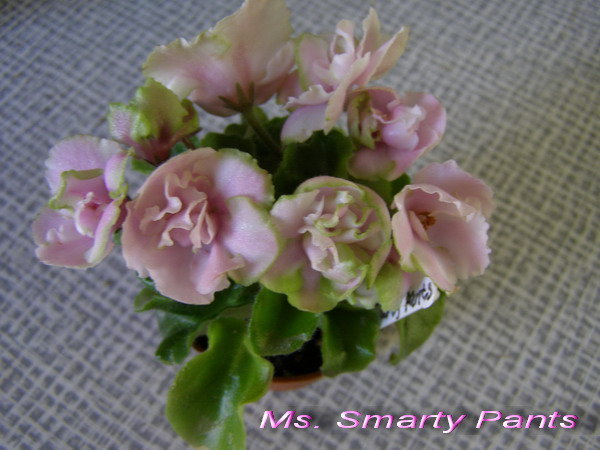 Ms. Smarty Pants.jpg