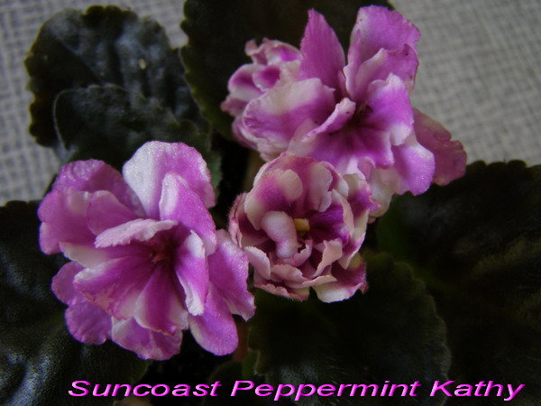Suncoast Peppermint Kathy.jpg
