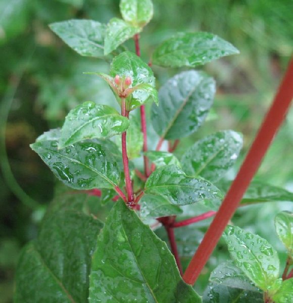 Уинстон Черчилль с бутонами.JPG