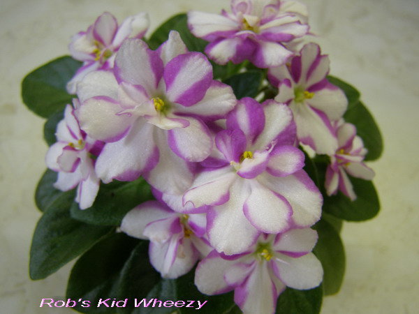 Rob's Kid Wheezy1.jpg