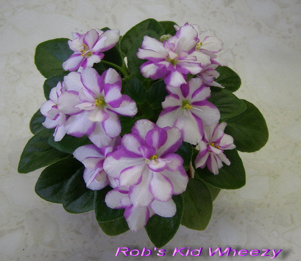 Rob's Kid Wheezy.jpg