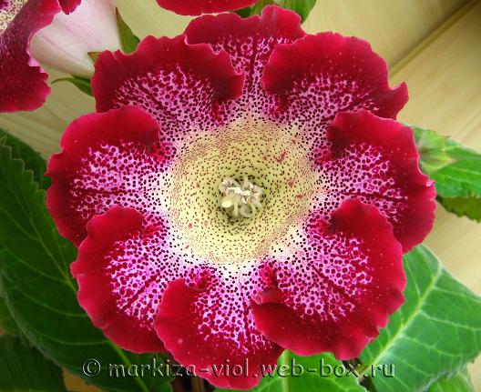 Tigrina Red (,бардовая).JPG