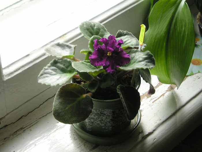 А этого &amp;quot;хомячка&amp;quot; купила как Loyn's Nightfall