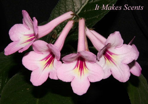 ItMakesScents.jpg