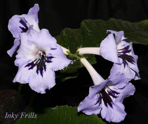 InkyFrills.jpg