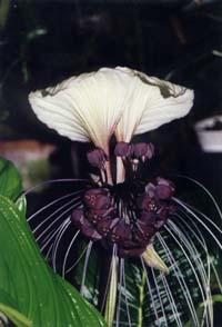 У нее сразу два беліх покрывала, как крылья мышки.