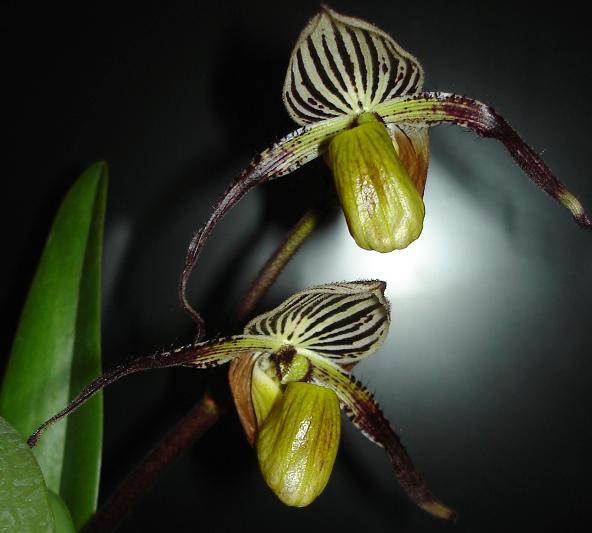 PAPHIOPEDILUM ROTHSCHILDIANUM HYBRID