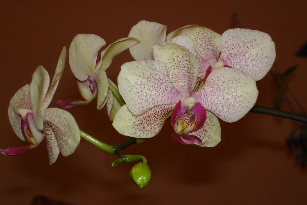 Phal. hibrid 6.jpg