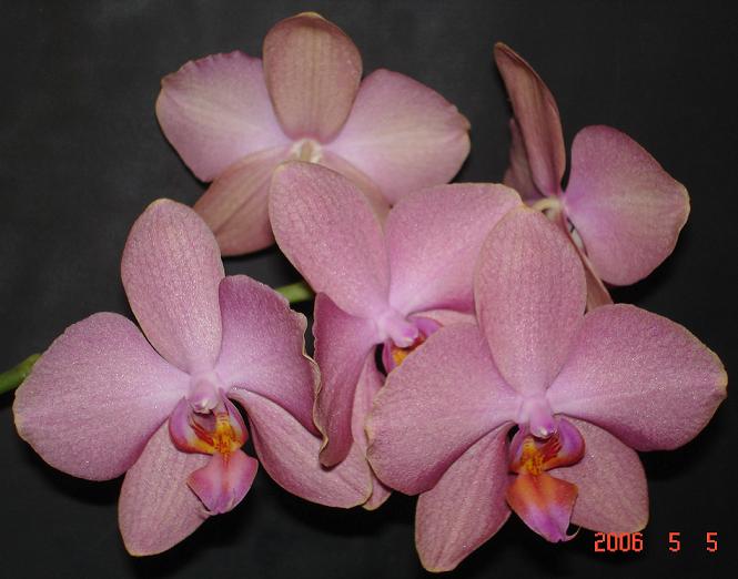 Это мой первенец :) С него началась вся эта долгая история с орхидеями