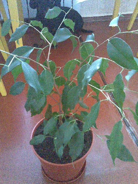 Неизвестный цветок