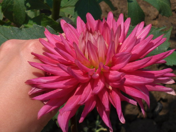 CIMG0243 - small.jpg