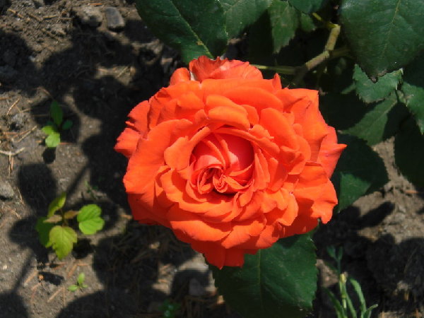 CIMG0245 - small.jpg