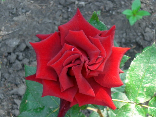 CIMG0247 - small.jpg