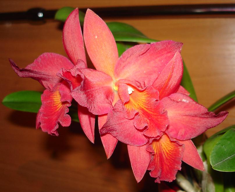 Гибридная каттлея, а может лелиокаттлея :)