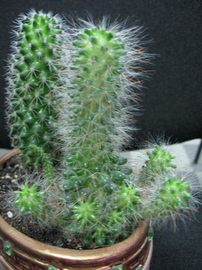 А Этот еще и деток навыпускал