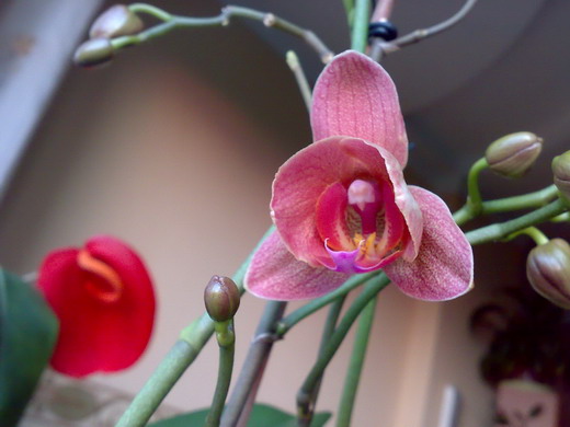 OlegCherry_Phal_hibr_raspusk_003_3.jpg