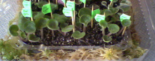 &amp;quot;Выводок&amp;quot; &amp;quot;Любимая дочка&amp;quot; (Макуни)