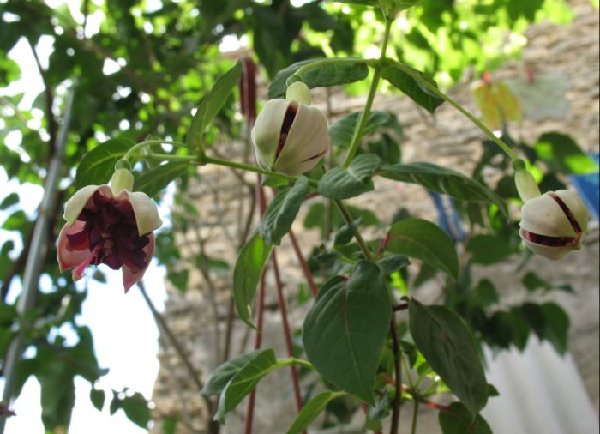 парасоль расцвел.JPG