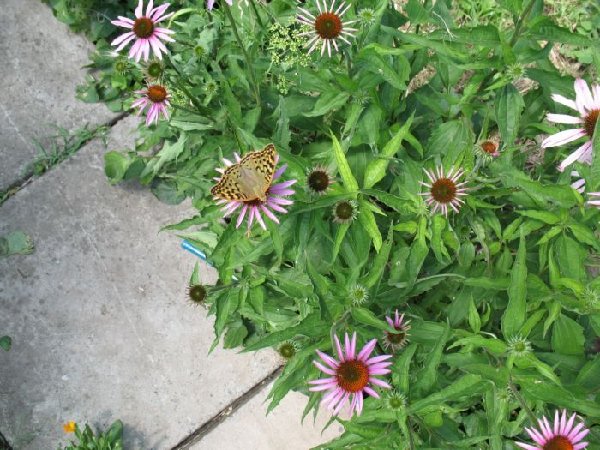 на квітах.JPG