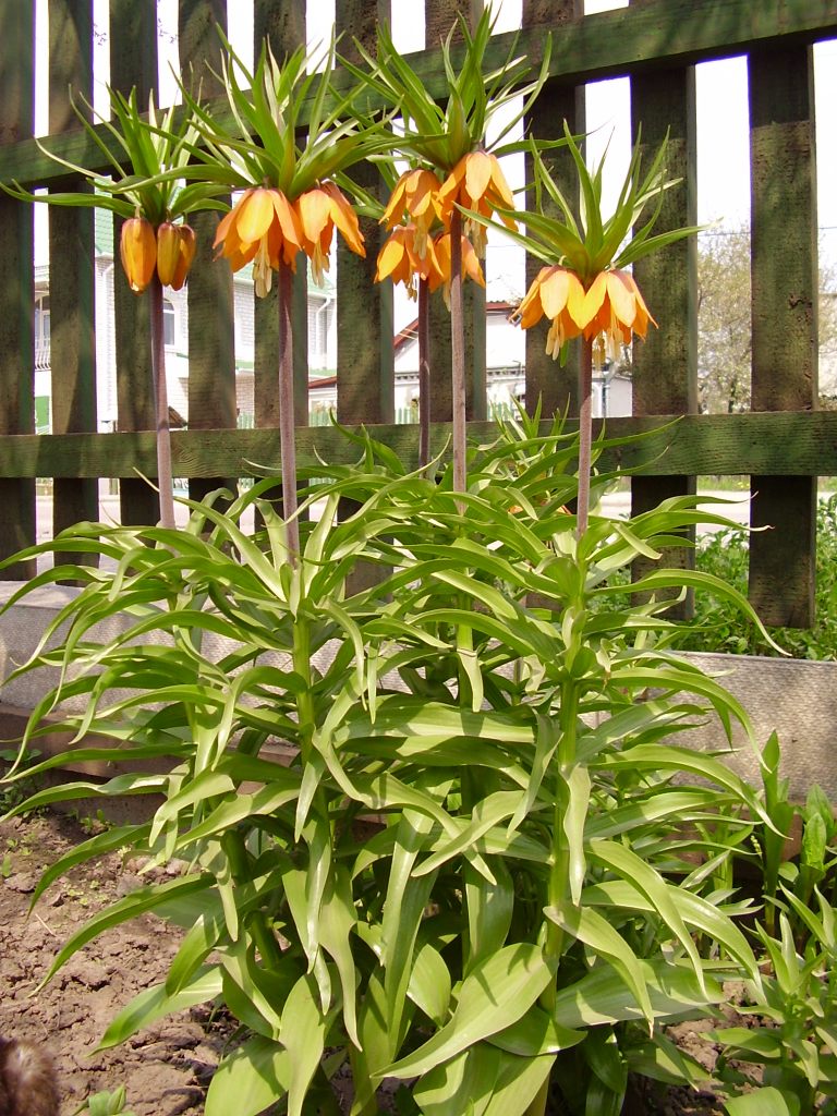 Царская корона (извините за фон)