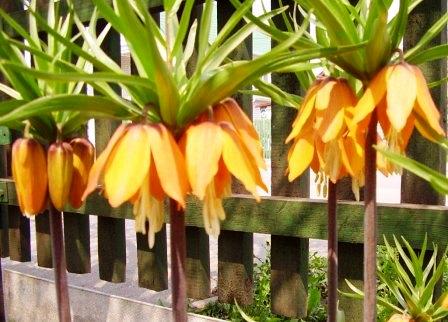 А вот цветочки поближе