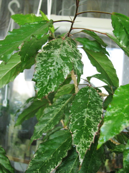 Пестролистный