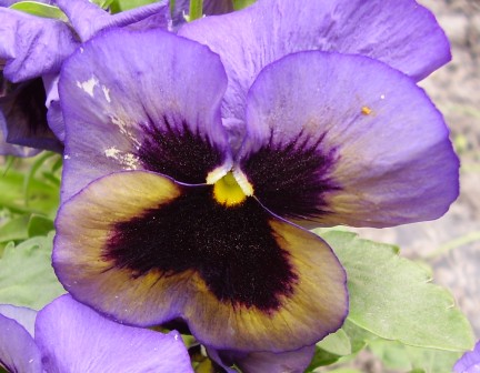 Анютины глазки